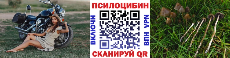дарнет шоп  Шуя  Галлюциногенные грибы Psilocybe 